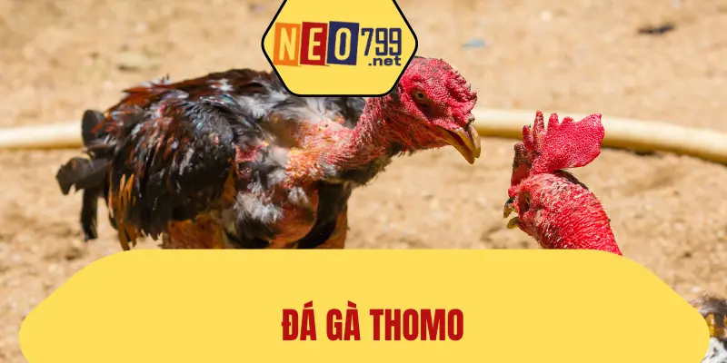 Đá Gà Thomo